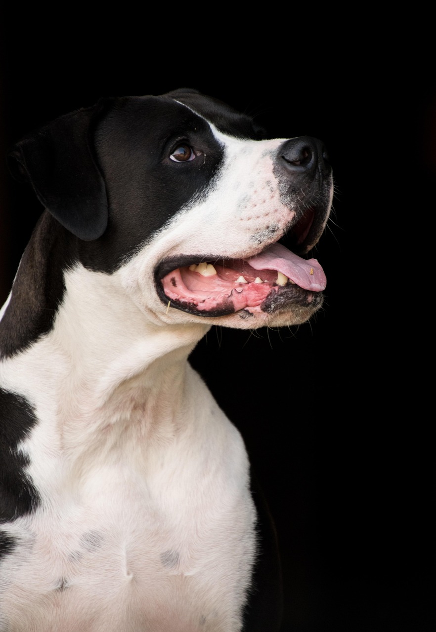 狗狗币是否挖矿？全面解析狗狗币挖矿的真相与现状，狗狗币挖矿全解析，从原理到现状，一文看懂真相与前景