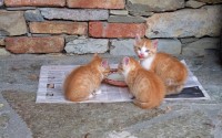 远离虚拟货币挖矿，挖猫猫币赚钱快是陷阱
