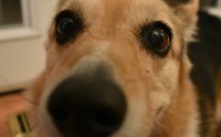 Doge币（狗狗币）什么时候上交易所？一文梳理关键时间线