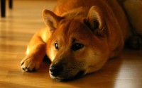 Shiba Inu（SHIB）上线罗宾汉（Robinhood）交易所时间，关键节点与市场回响
