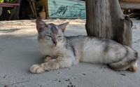 SHIB币现已上线多少家交易所？一文看懂柴犬币的全球交易版图，柴犬币SHIB全球上线交易所数量大揭秘，一览柴犬币的全球交易版图