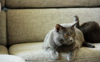 CAT币什么时候上交易所的？猫系代币上线时间全解析，CAT币登陆交易所时间线大揭秘，猫系代币上所历程全记录