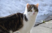 赚猫猫币赚钱是真的吗？别被轻松变现的噱头坑了！