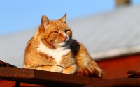 想靠橘猫势力猫币赚钱？这5个实用方法别错过