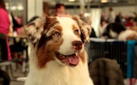 狗狗币（Dogecoin）最早上线的交易所，解密Meme币出圈的第一站