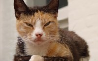 猫币挖矿全解析，萌宠外衣下的加密货币世界，从萌宠到挖矿，起底猫币背后的加密货币真相