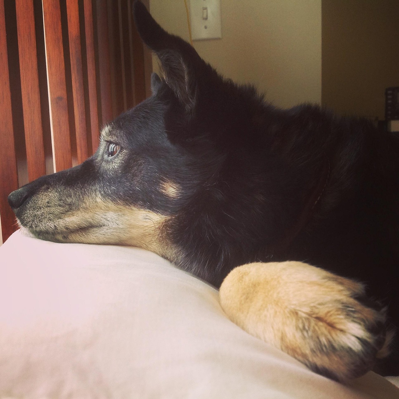 柴犬币(SHIB)四月底密集上线交易所,狗狗币杀手迎来高光时刻?柴犬币SHIB四月末密集登陆各大交易所,狗狗币杀手的高光时刻真的来了吗? 柴犬币(SHIB)四月底密集上线交易所,狗狗币杀手迎来高光时刻?柴犬币SHIB四月末密集登陆各大交易所,狗狗币杀手的高光时刻真的来了吗?