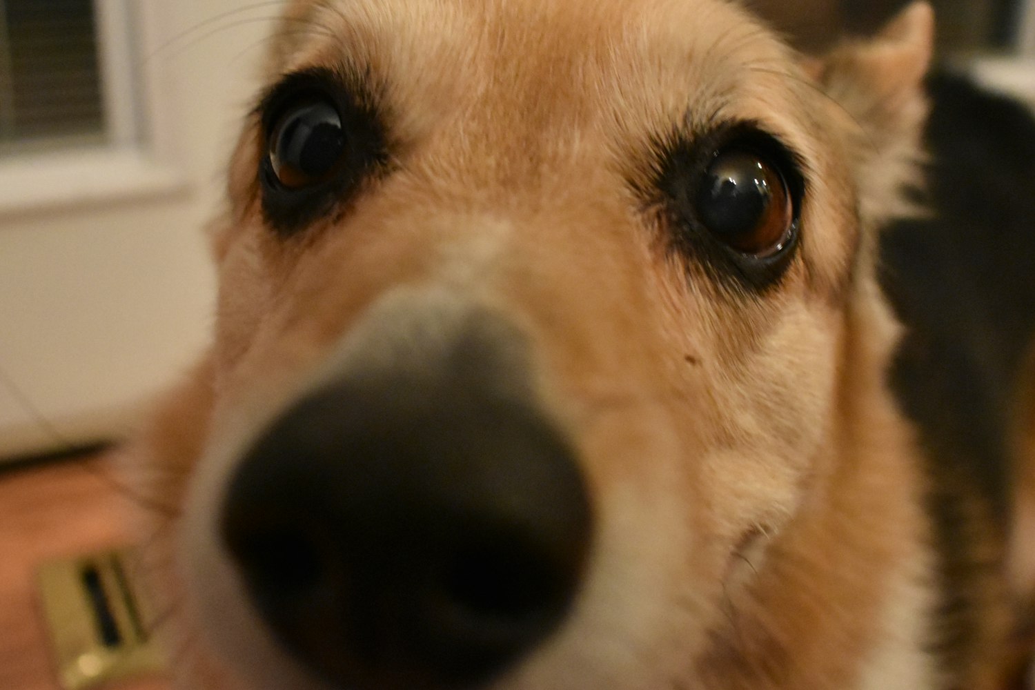 狗狗币（DOGE）何时上线抹茶交易所？——行业背景与合规提示