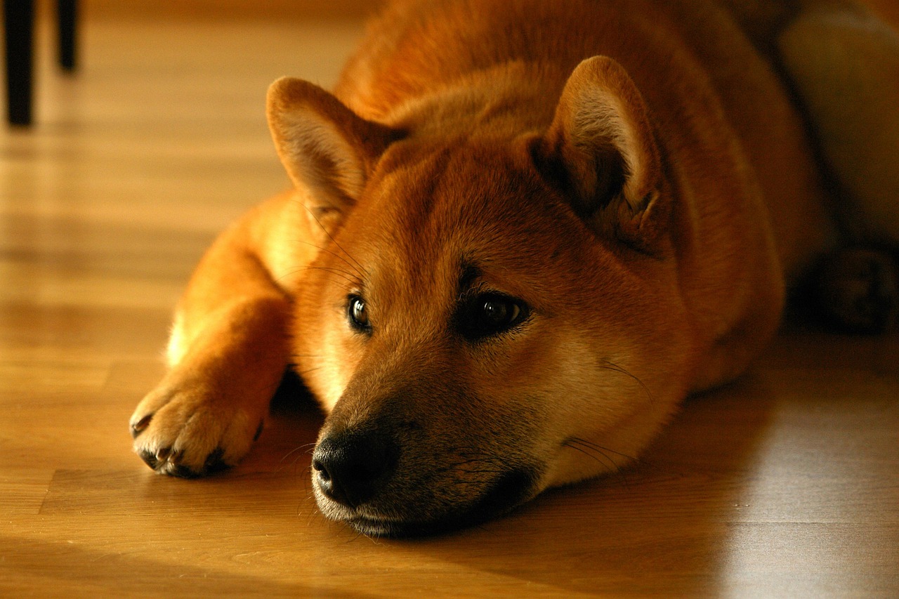Shiba Inu(SHIB)上线罗宾汉(Robinhood)交易所时间,关键节点与市场回响 Shiba Inu(SHIB)上线罗宾汉(Robinhood)交易所时间,关键节点与市场回响