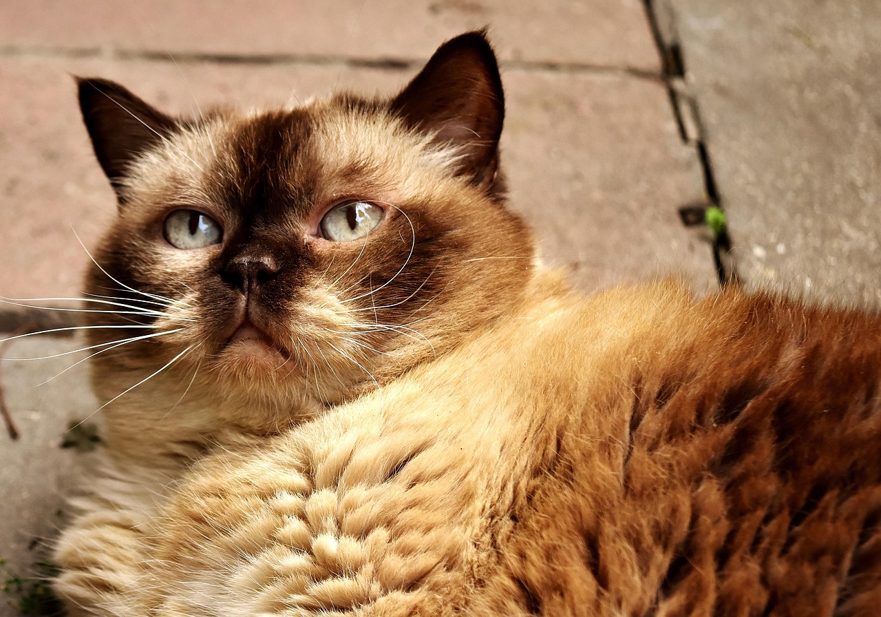 四猫WiFi的猫币怎么到交易所？操作流程与风险提示全解析，四猫WiFi猫币提币到交易所全流程指南，操作步骤详解与风险防范必读