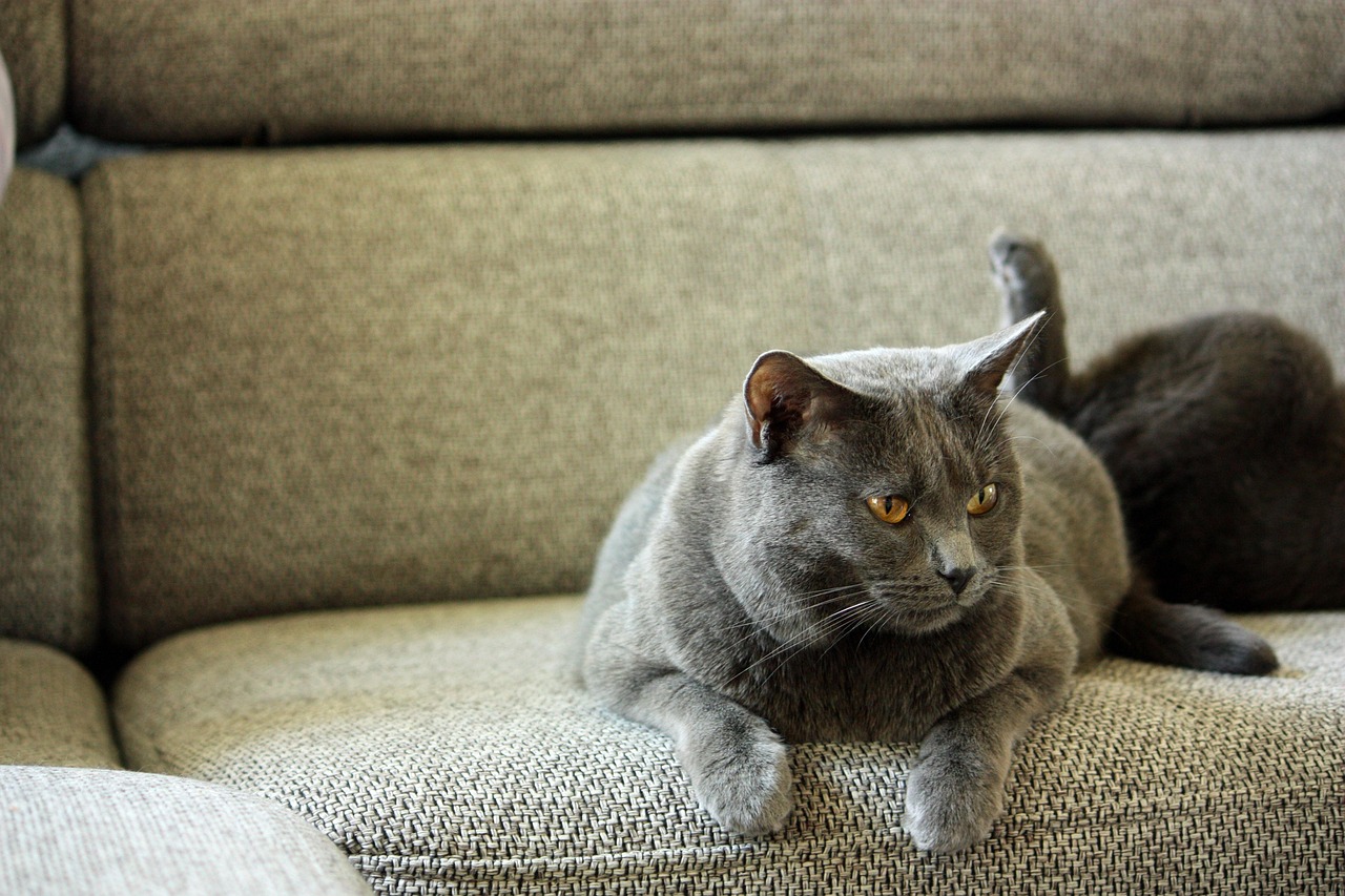 CAT币什么时候上交易所的?猫系代币上线时间全解析,CAT币登陆交易所时间线大揭秘,猫系代币上所历程全记录 CAT币什么时候上交易所的?猫系代币上线时间全解析,CAT币登陆交易所时间线大揭秘,猫系代币上所历程全记录
