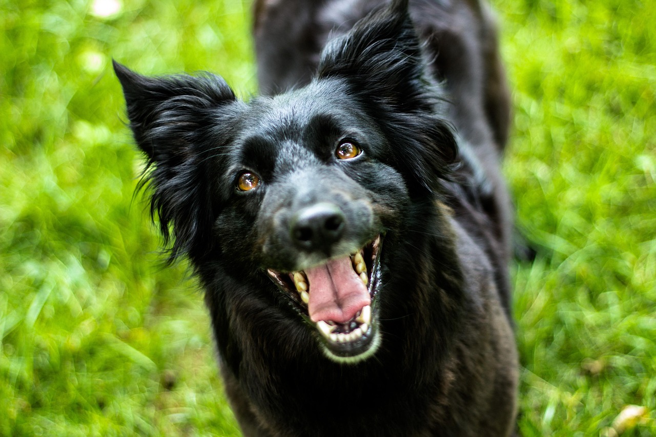 狂犬币挖矿unmi入门指南,新手如何参与狗狗币挖矿 狂犬币挖矿unmi入门指南,新手如何参与狗狗币挖矿