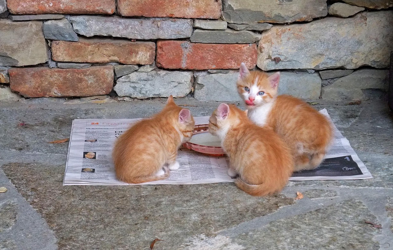 远离虚拟货币挖矿，挖猫猫币赚钱快是陷阱