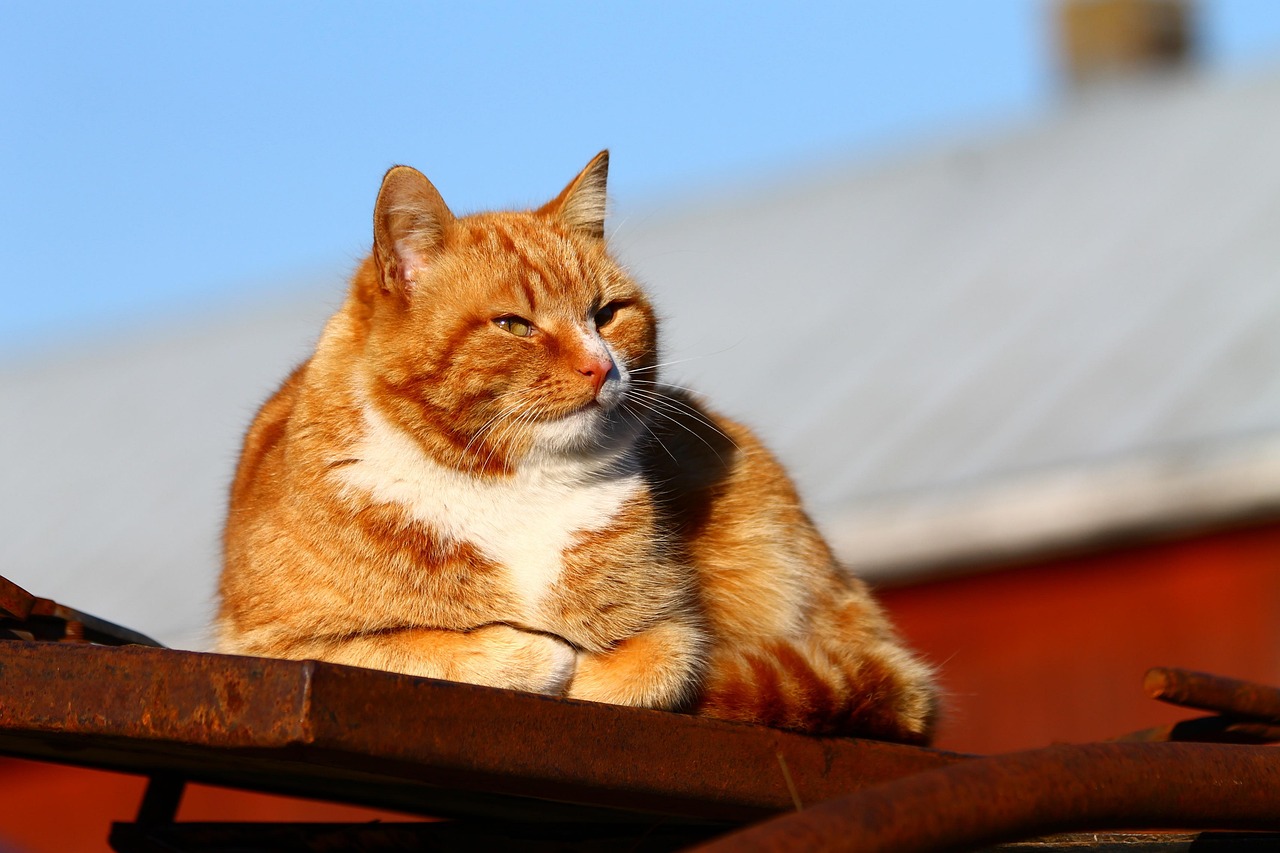 想靠橘猫势力猫币赚钱?这5个实用方法别错过 想靠橘猫势力猫币赚钱?这5个实用方法别错过