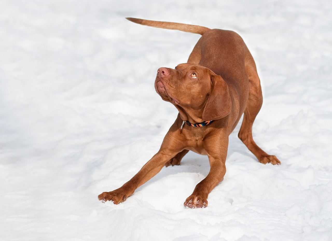 pITB比特犬币啥时候上交易所?一文读懂上线时间与查询方法,pITB比特犬币何时登陆交易所?上线时间详解与查询指南全攻略 pITB比特犬币啥时候上交易所?一文读懂上线时间与查询方法,pITB比特犬币何时登陆交易所?上线时间详解与查询指南全攻略
