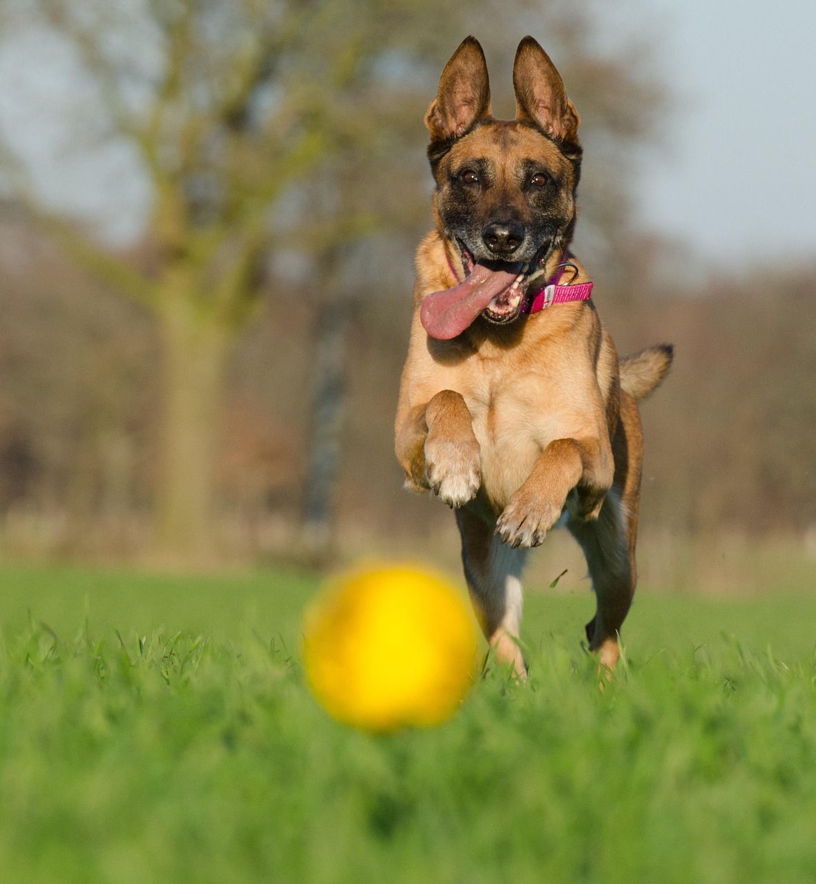 马犬币上哪个交易所了?教你正确查询上线信息、避开假消息陷阱,马犬币究竟上线哪些交易所?手把手教你核实信息、识破假消息套路 马犬币上哪个交易所了?教你正确查询上线信息、避开假消息陷阱,马犬币究竟上线哪些交易所?手把手教你核实信息、识破假消息套路